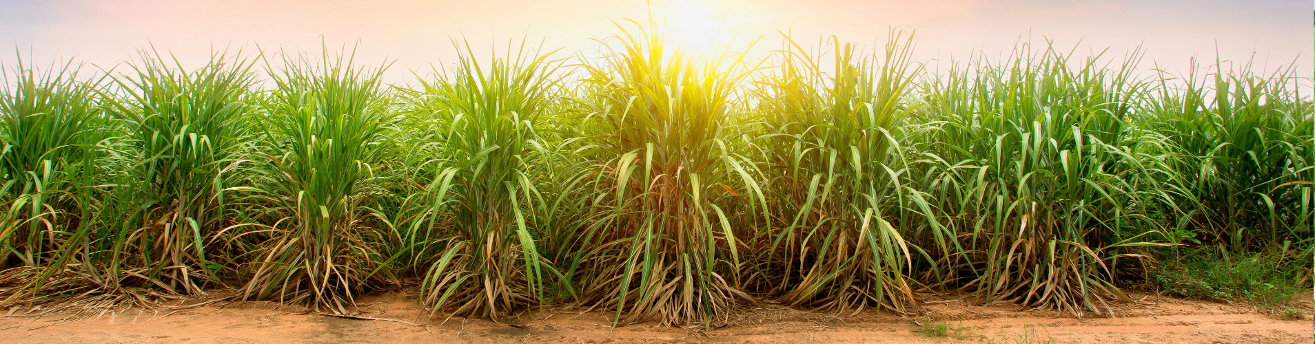 Sugarcane stalks.